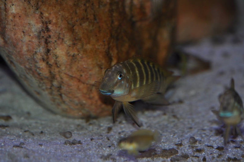 Eretmodus marksmithi 'Burundi'